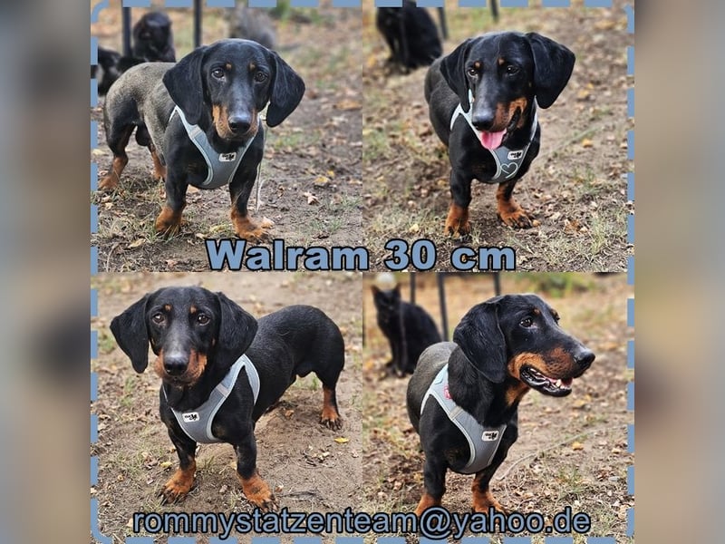 Walram ist ein typischer Dackel Walram ist ein typischer Dackel