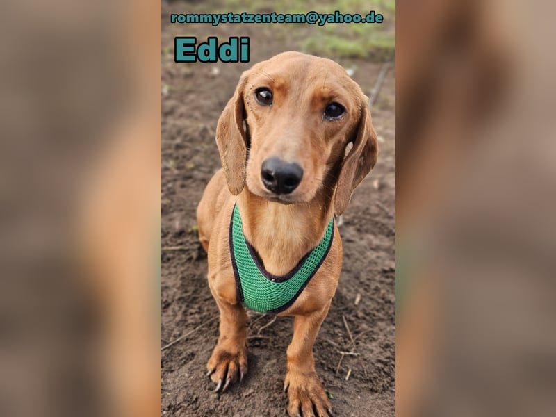 Eddi hat ein freundliches Wesen