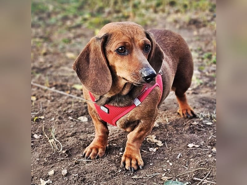 Stella ist ein tolles Dackelmädchen