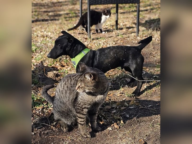 Coal-ein kleiner Charakterkopf und Clown