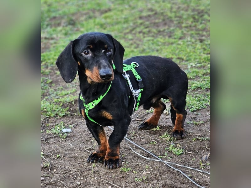 Jergl sucht ein ein behütetes Zuhause