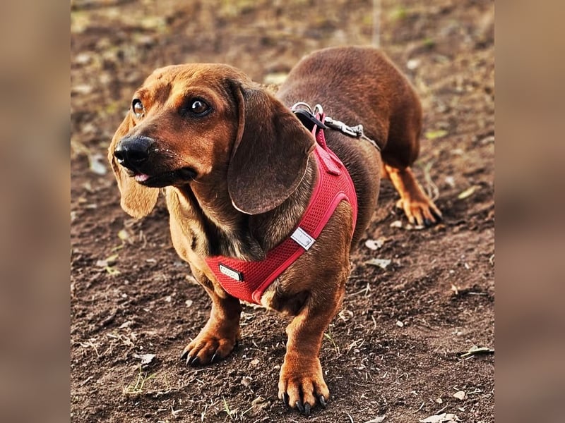 Stella ist ein tolles Dackelmädchen