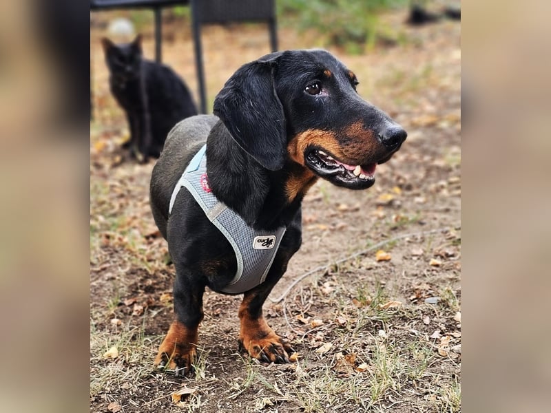 Walram ist ein typischer Dackel Walram ist ein typischer Dackel