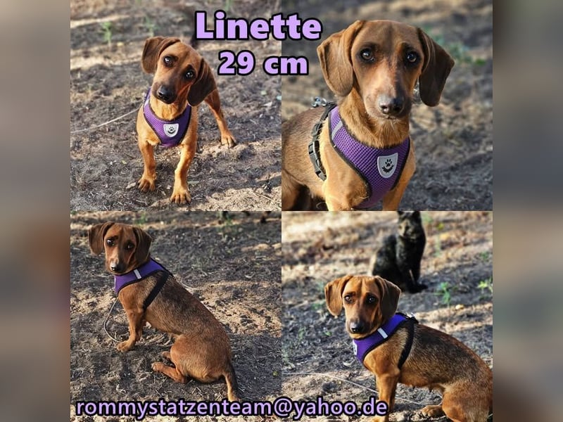 Linette wurde immer mal wieder an der Kette gehalten
