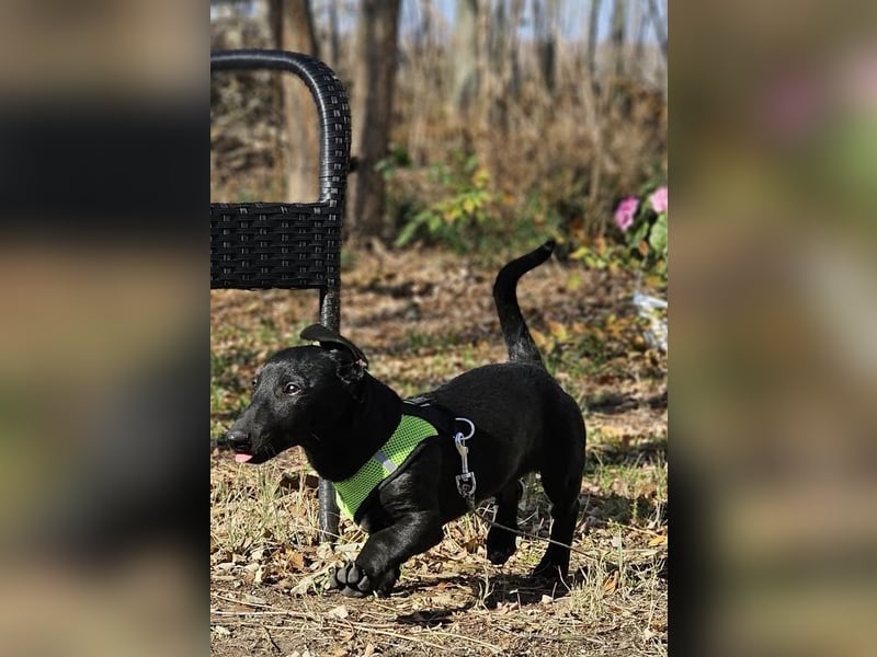 Coal-ein kleiner Charakterkopf und Clown