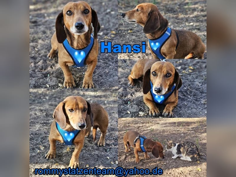 Hansi ist ein netter, noch sehr agiler Senior