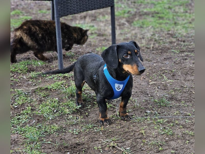 Martell ist clever und aufmerksam