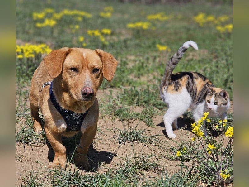 Kuno - lernfreudig und voller Energie
