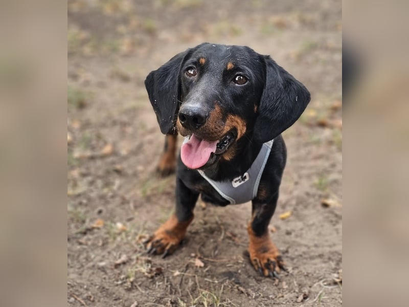 Walram ist ein typischer Dackel Walram ist ein typischer Dackel