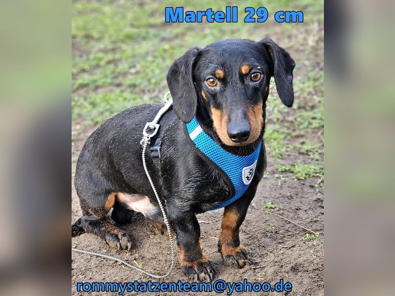 Martell ist clever und aufmerksam