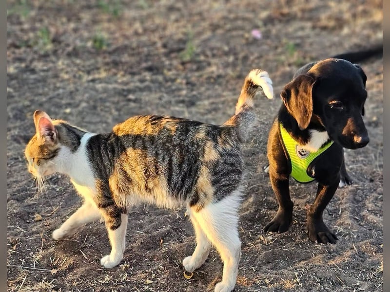 Nox ist voller Lebensfreude und bereit, alles zu lernen