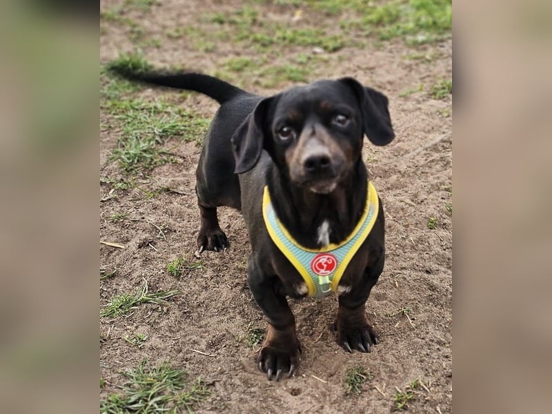 Mandi-ein Dackel mit einem Herz aus Gold
