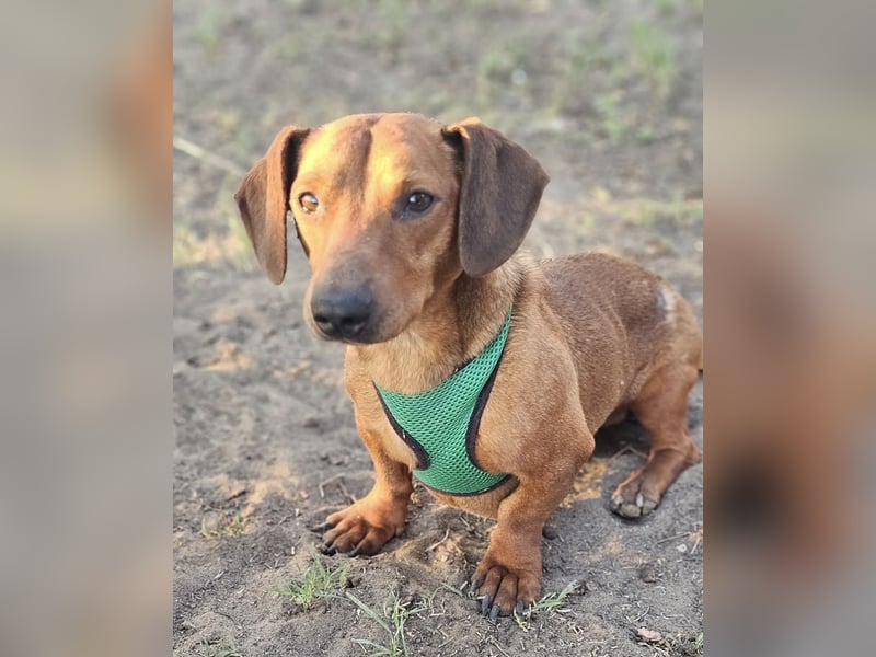 Der aufmerksame Jeppe möchte lernen