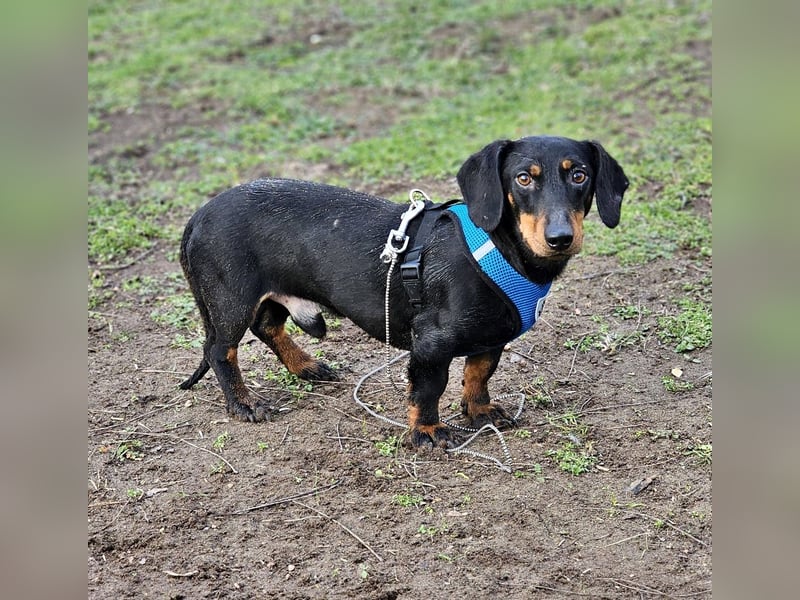 Martell ist clever und aufmerksam