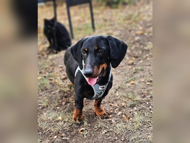 Walram ist ein typischer Dackel Walram ist ein typischer Dackel