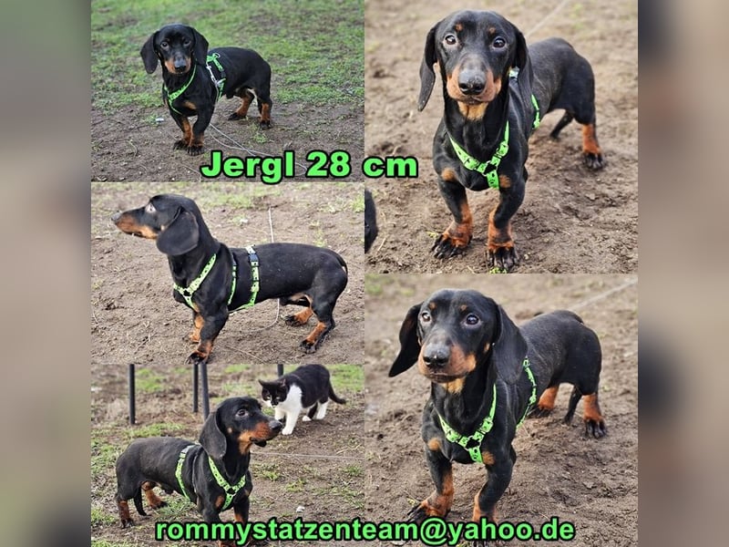 Jergl sucht ein ein behütetes Zuhause