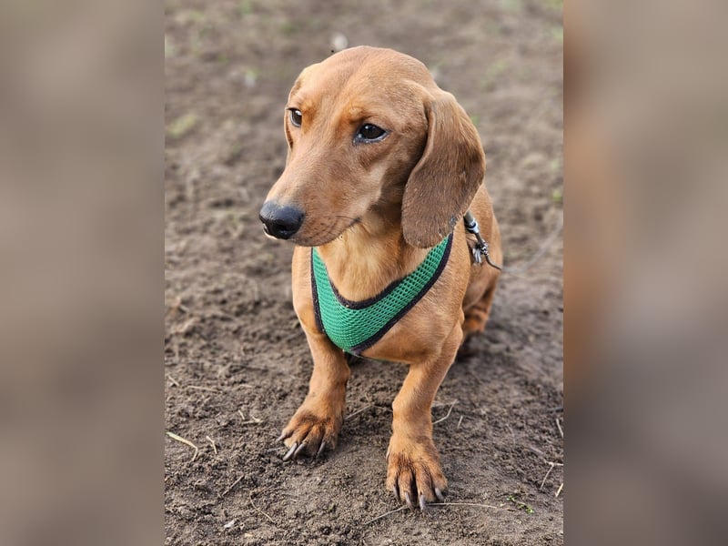 Eddi hat ein freundliches Wesen