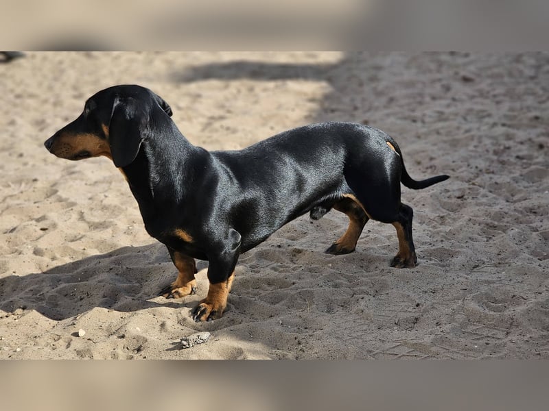 Heinzi ist ein charmanter, agiler Rüde