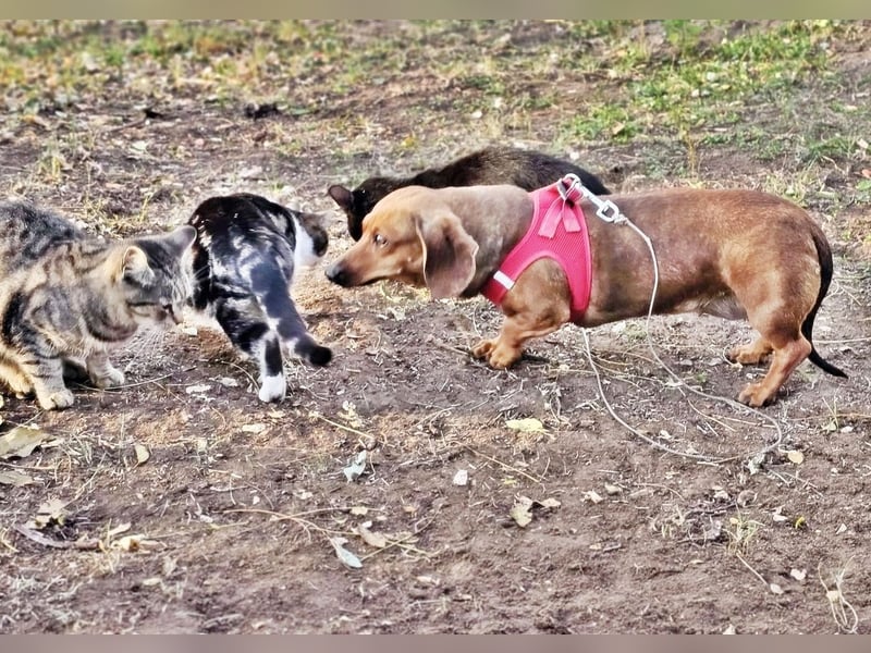 Stella ist ein tolles Dackelmädchen