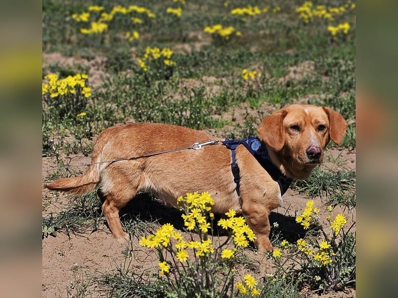 Kuno - lernfreudig und voller Energie