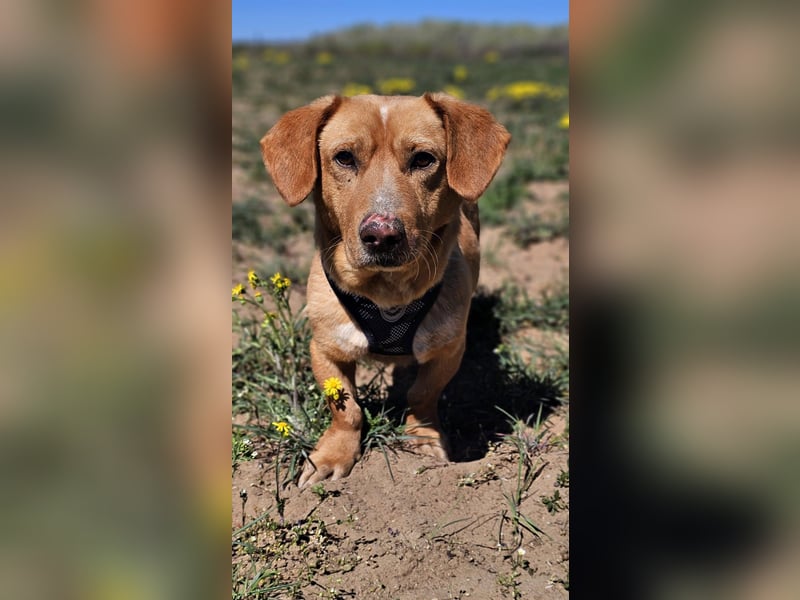 Kuno - lernfreudig und voller Energie