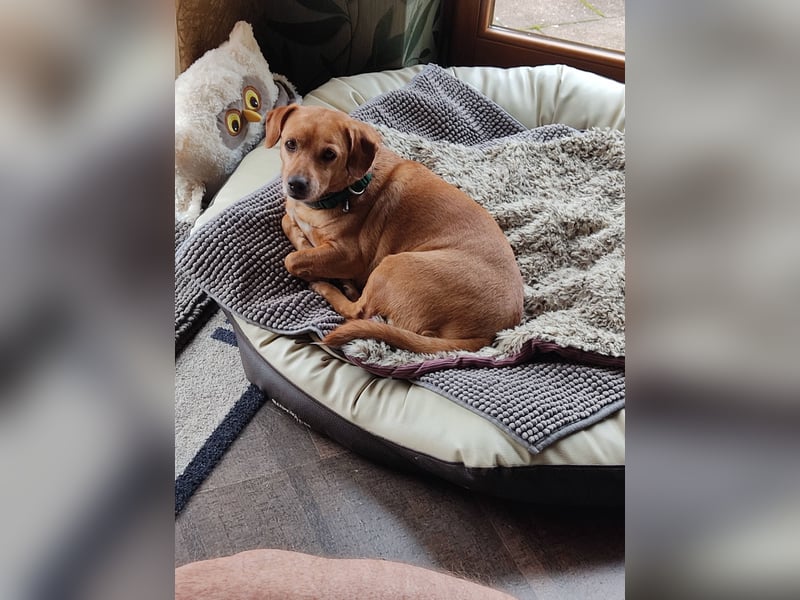 In Deutschland auf PS –Dackelmix Albu –sehr lieb und menschenbezogen