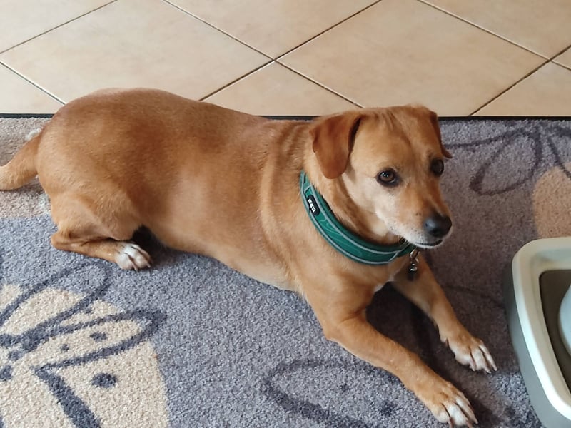 In Deutschland auf PS –Dackelmix Albu –sehr lieb und menschenbezogen