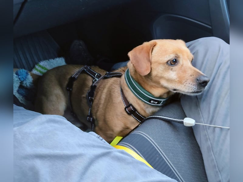 In Deutschland auf PS –Dackelmix Albu –sehr lieb und menschenbezogen