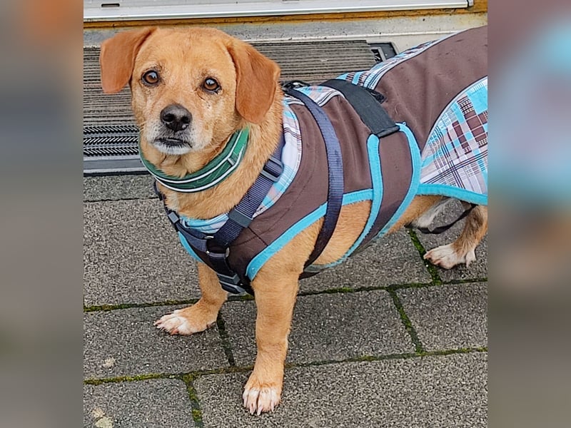 In Deutschland auf PS –Dackelmix Albu –sehr lieb und menschenbezogen