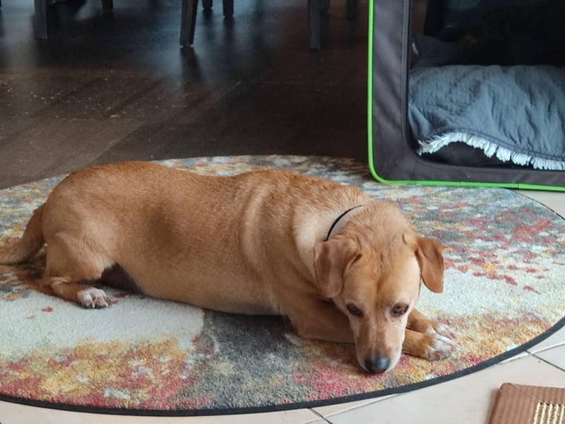 Albu - bereits in Deutschland auf PS