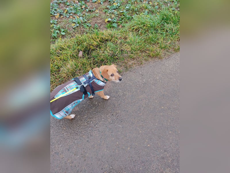 In Deutschland auf PS –Dackelmix Albu –sehr lieb und menschenbezogen