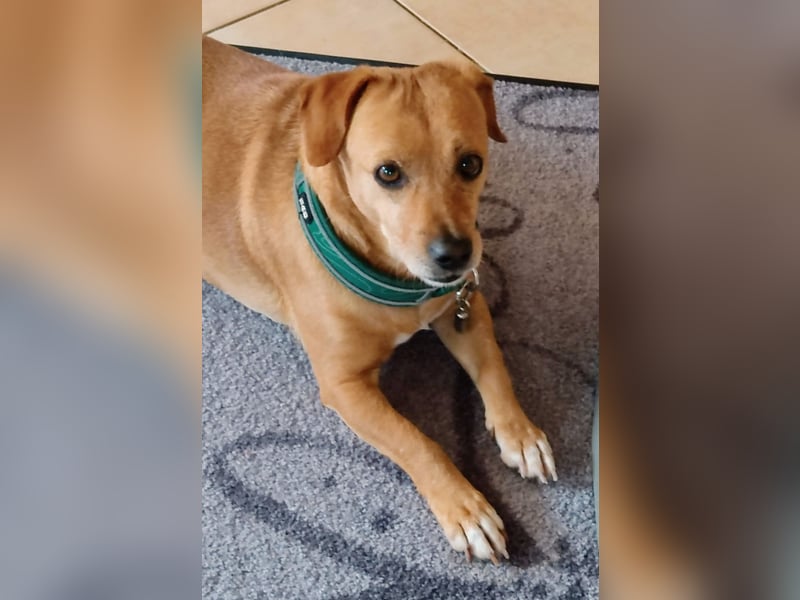 In Deutschland auf PS –Dackelmix Albu –sehr lieb und menschenbezogen