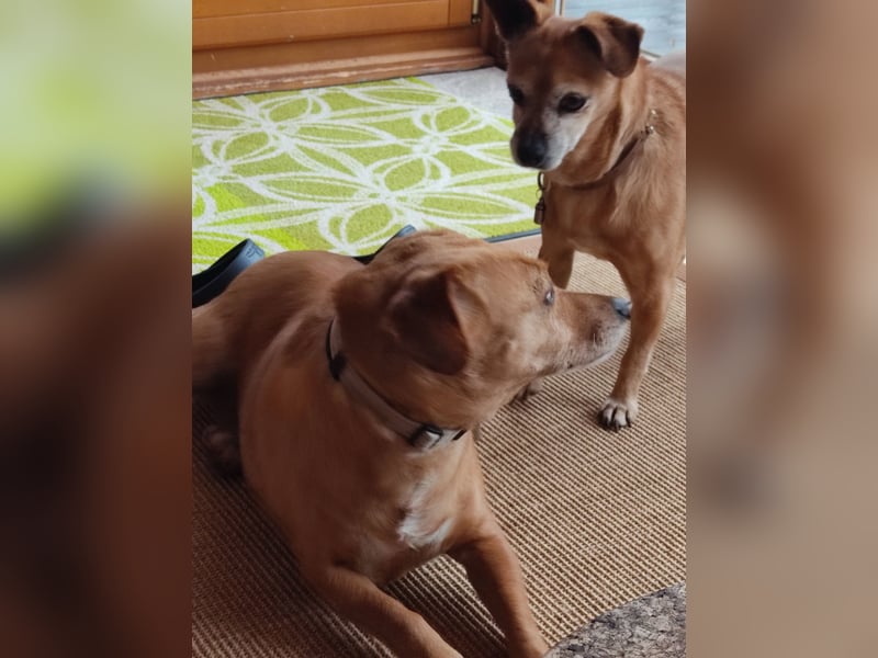 Albu - bereits in Deutschland auf PS