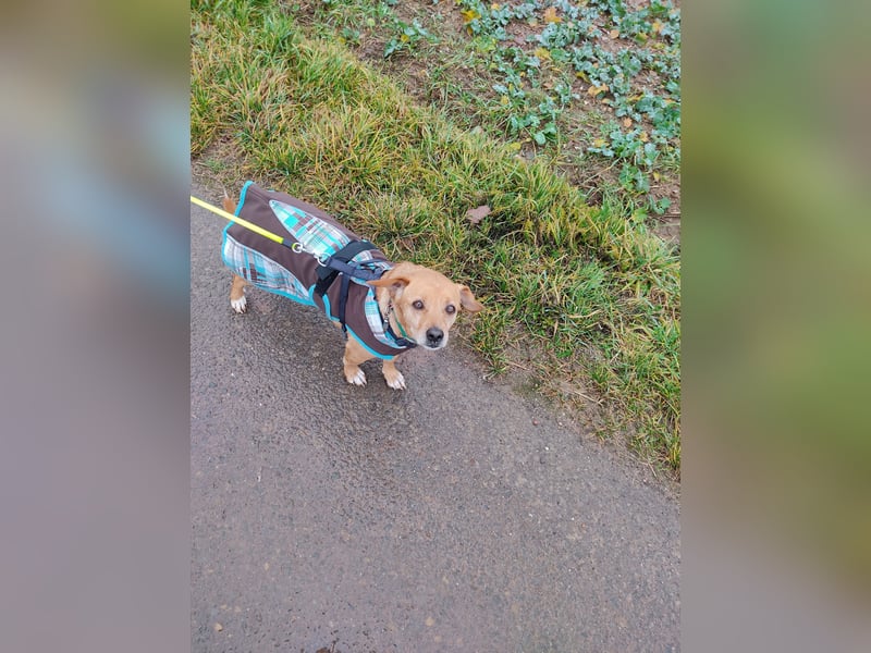 In Deutschland auf PS –Dackelmix Albu –sehr lieb und menschenbezogen