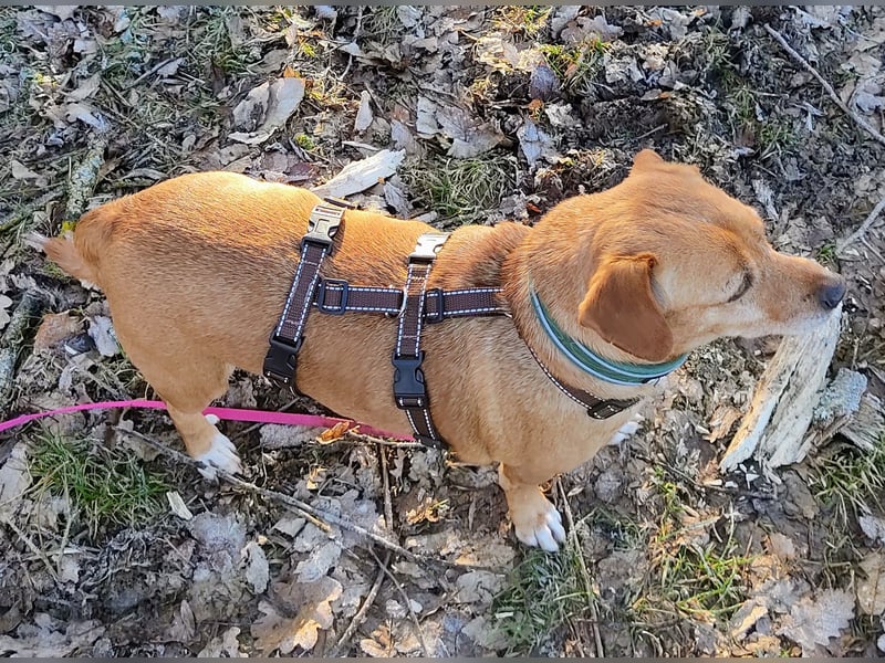 In Deutschland auf PS –Dackelmix Albu –sehr lieb und menschenbezogen