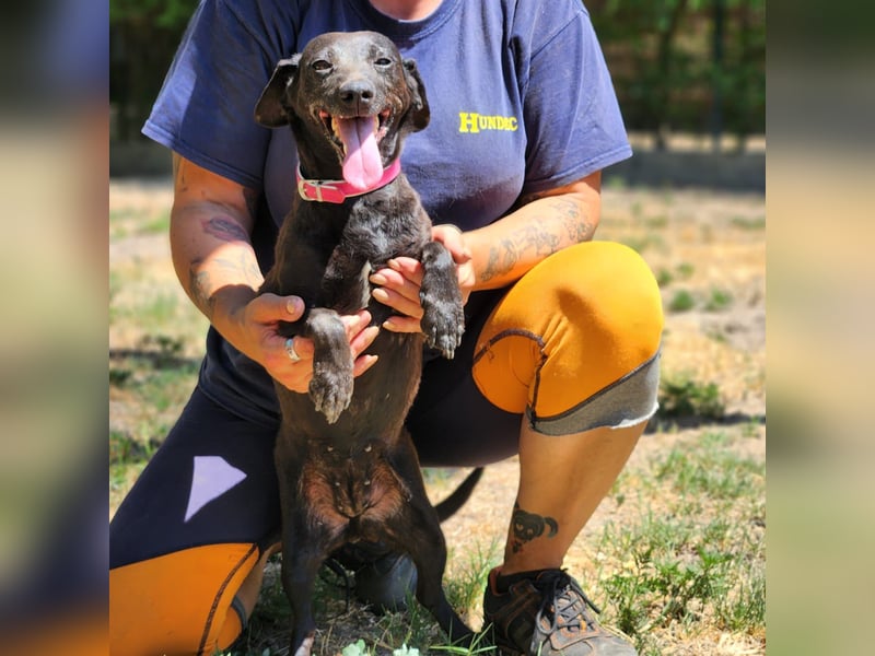 Rosie auf der Suche nach ihrem Körbchen