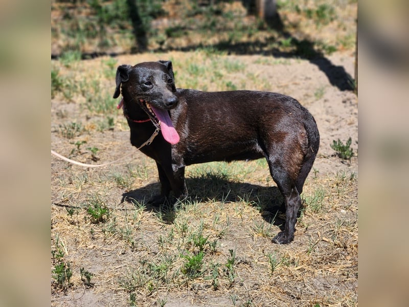 Rosie auf der Suche nach ihrem Körbchen