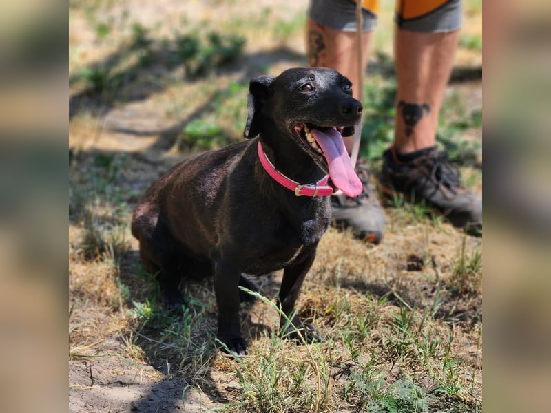 Rosie auf der Suche nach ihrem Körbchen