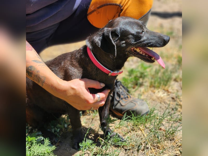 Rosie auf der Suche nach ihrem Körbchen