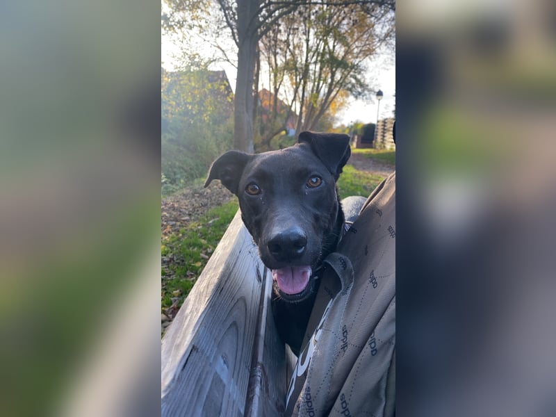 Dackel-Mix-Hündin sucht erfahrenen, ruhigen Mann mit Herz und Geduld