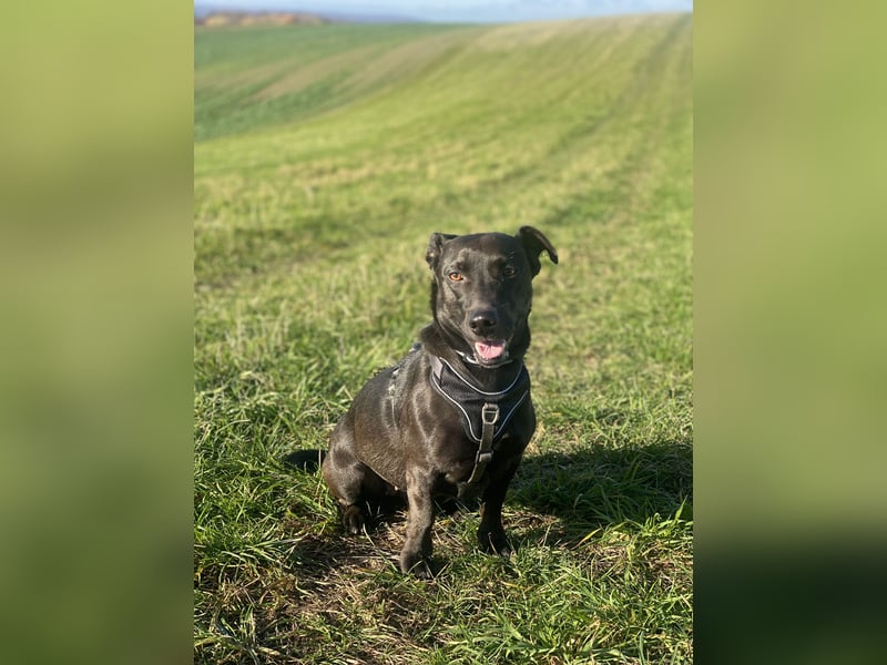 Dackel-Mix-Hündin sucht erfahrenen, ruhigen Mann mit Herz und Geduld