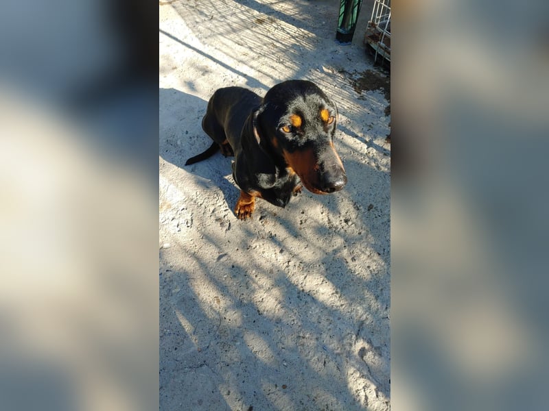 GUSTAV - Ein riesengroßes Dackelherz auf 4 Pfoten