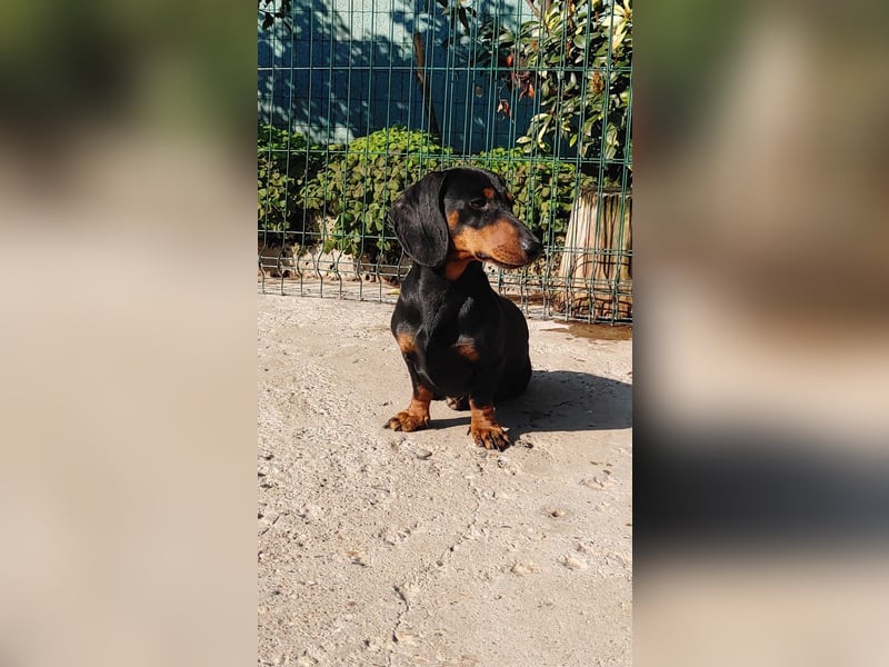 GUSTAV - Ein riesengroßes Dackelherz auf 4 Pfoten