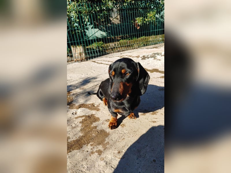 GUSTAV - Ein riesengroßes Dackelherz auf 4 Pfoten