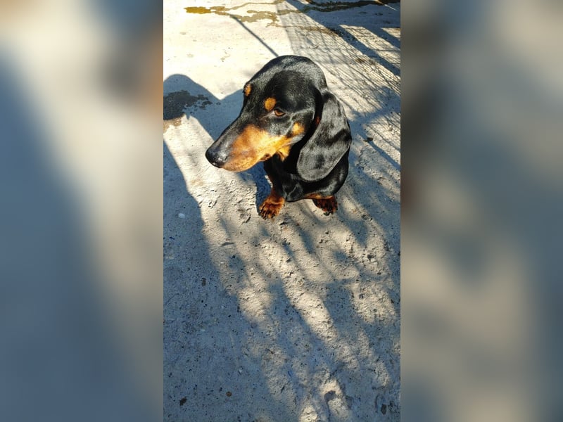 GUSTAV - Ein riesengroßes Dackelherz auf 4 Pfoten