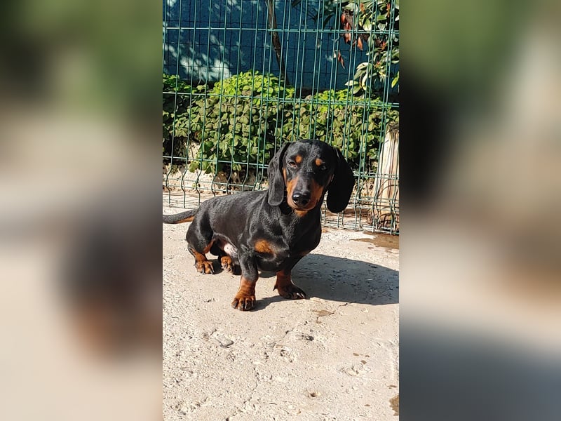 GUSTAV - Ein riesengroßes Dackelherz auf 4 Pfoten