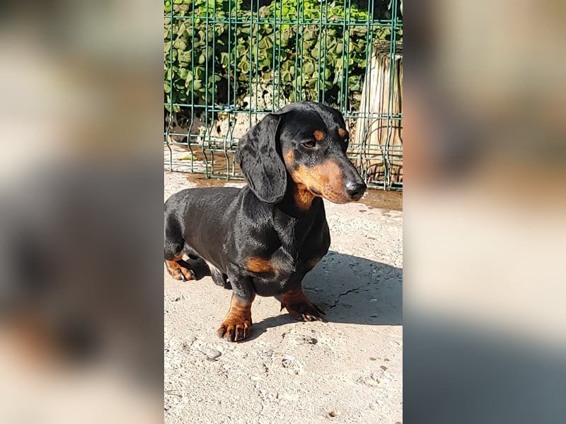 GUSTAV - Ein riesengroßes Dackelherz auf 4 Pfoten