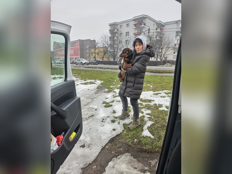 Dackelchen Buddy, geb. ca. 06/2025, möchte dein Herz gewinnen