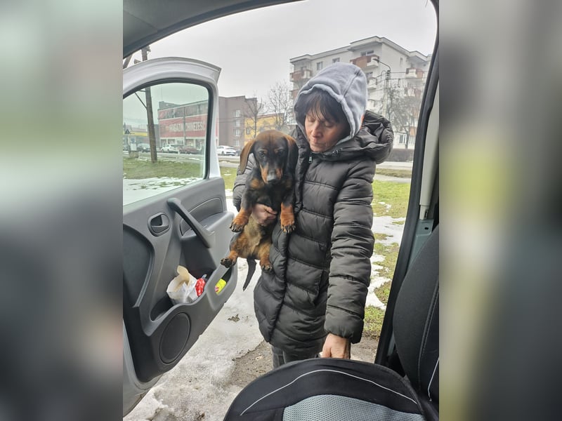 Dackelchen Buddy, geb. ca. 06/2025, möchte dein Herz gewinnen