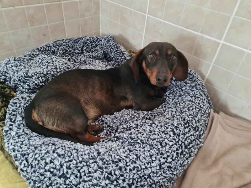 Dackelchen Buddy, geb. ca. 06/2025, möchte dein Herz gewinnen